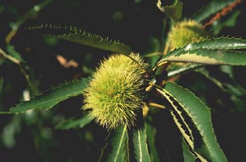 Castaño - Fruto (Castanea sativa)