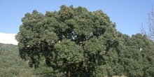Alcornoque - Porte (Quercus suber)