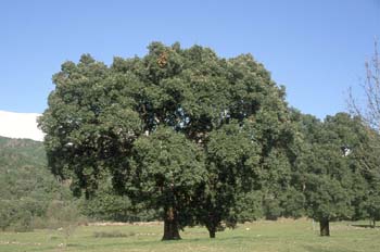 Alcornoque - Porte (Quercus suber)
