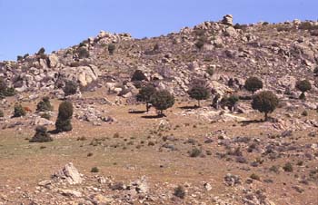 Enebro de miera (Juniperus oxycedrus)