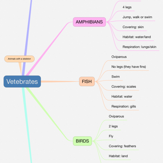 P2_NS Mind map vertebrates