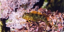 Blenio Mediterraneo (Blenidos)