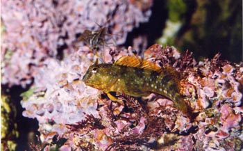 Blenio Mediterraneo (Blenidos)