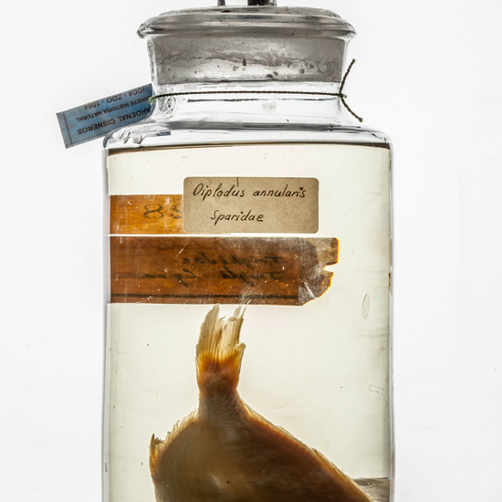 IES_CARDENALCISNEROS_CIENCIASNATURALES_366