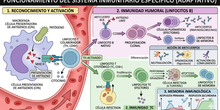 Infografía de Biología