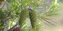 Pino carrasco - Piñas Fem. (Pinus halepensis)