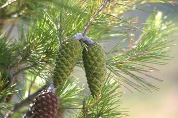 Pino carrasco - Piñas Fem. (Pinus halepensis)