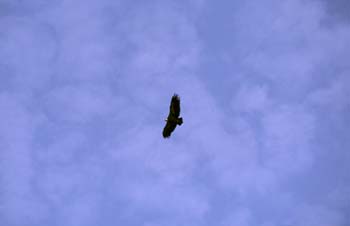 Buitre leonado (Gyps fulvus)