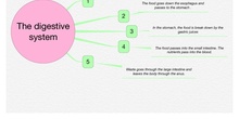 PRIMARIA 3º-CIENCIAS DE LA NATURALEZA-THE DIGESTIVE SYSTEM