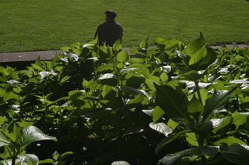 Hombre sentado en el Parque de San Domingos de Bonaval, Santiago