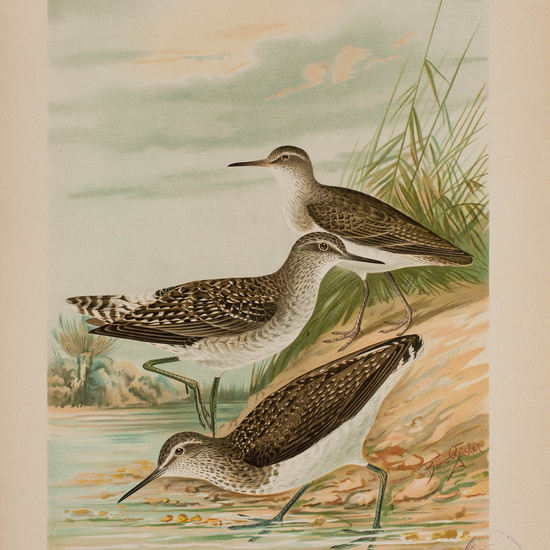 IES_CARDENALCISNEROS_AVES_LAMINAS_023