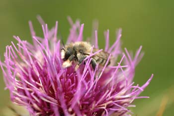 Abejorro (Dasypoda sp.)