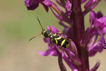 Escarabajo avispa (Clytus arietis)