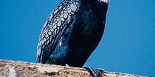 Cormorán africano, Namibia