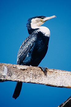 Cormorán africano, Namibia