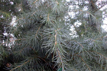 árbol, cedro (Cedrus deodara)
