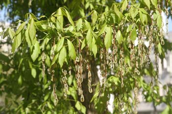 Arce negundo - Fruto (Acer negundo)