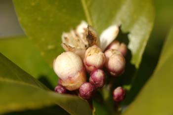 Limonero - Flor (Citrus limon)