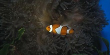 Payaso en anemona (Amphiprion ocellaris)