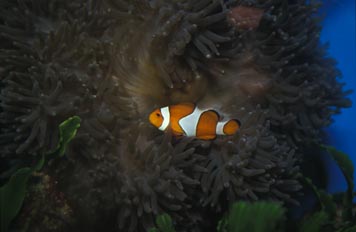 Payaso en anemona (Amphiprion ocellaris)