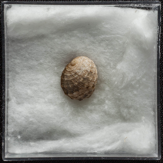 IES_ISABELLACATOLICA_BIOLOGIA_306