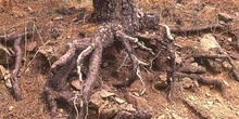 Pino resinero - Raíces (Pinus pinea)