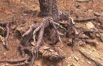 Pino resinero - Raíces (Pinus pinea)