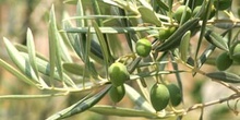 Olivo - Fruto (Olea europaea)