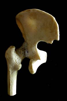 Articulación de la pelvis y el femur