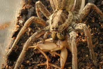 Araña lobo o tarántula (Lycosa radiata)