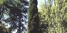 Ciprés - Porte (Cupressus sempervivens)