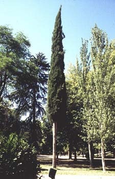 Ciprés - Porte (Cupressus sempervivens)