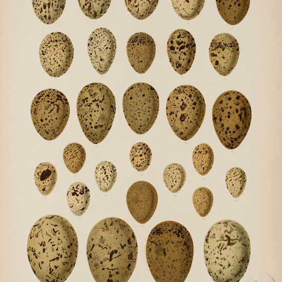 IES_CARDENALCISNEROS_AVES_LAMINAS_119