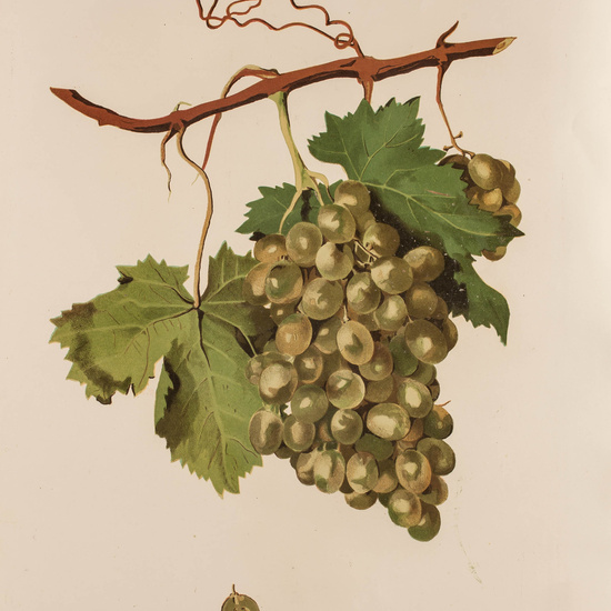 IES_CARDENALCISNEROS_BOTÁNICA_II_LÁMINAS_100