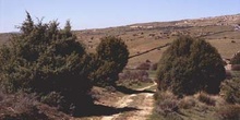 Enebro de miera (Juniperus oxycedrus)