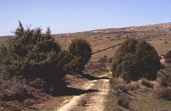 Enebro de miera (Juniperus oxycedrus)