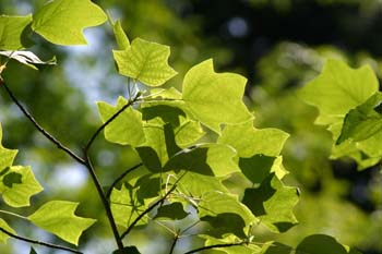 árbol de los tulipanes (Liriodendron tulipifera)