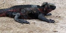 Iguana Marina, Ecuador