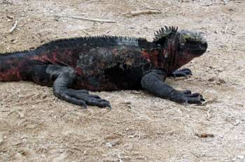 Iguana Marina, Ecuador