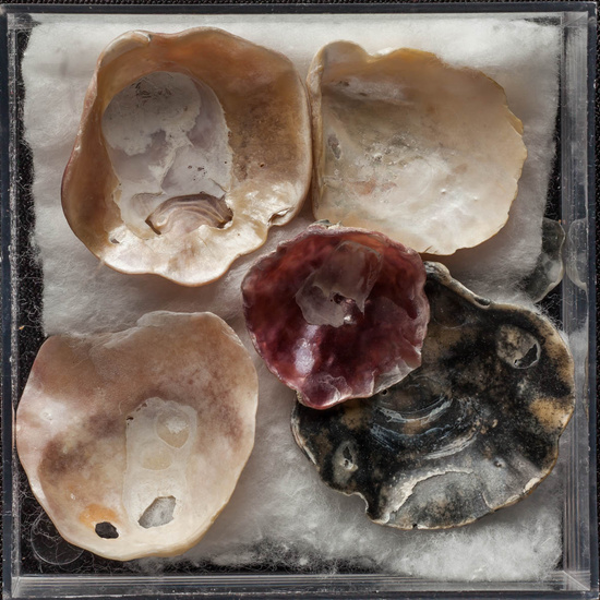 IES_ISABELLACATOLICA_BIOLOGIA_470