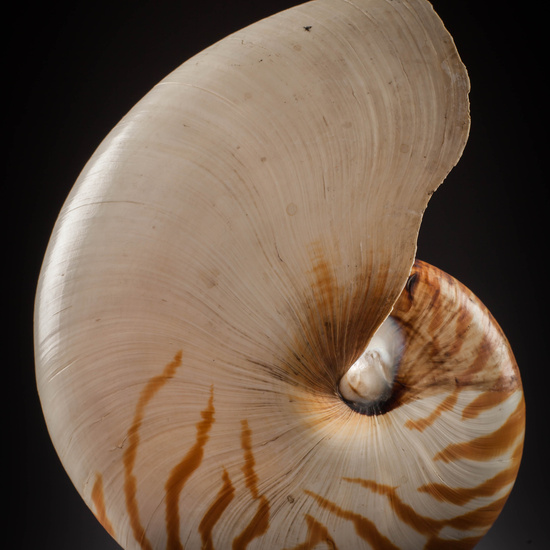 IES_SANISIDRO_MUSEO_Zoolgía_066