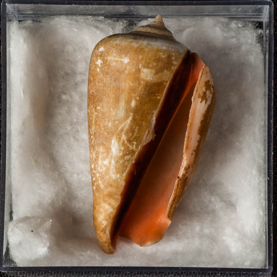 IES_ISABELLACATOLICA_BIOLOGIA_285