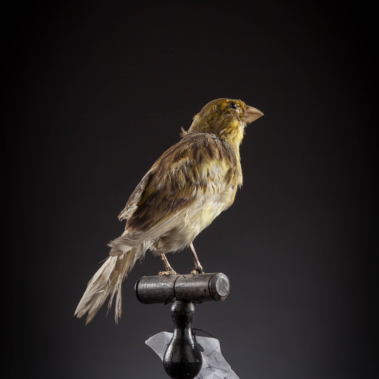 IES_SANISIDRO_MUSEO_Aves_132