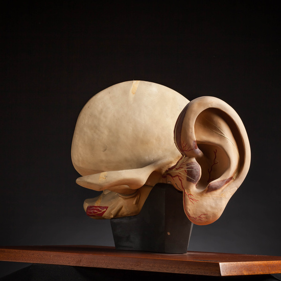 IES_CARDENALCISNEROS_ANATOMIA_MODELOS_050