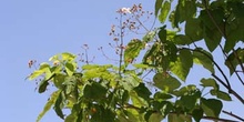 Catalpa (Catalpa bignonioides)