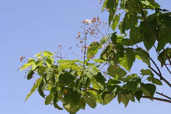 Catalpa (Catalpa bignonioides)