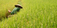 Trabajando en los arrozales, Jogyakarta, Indonesia