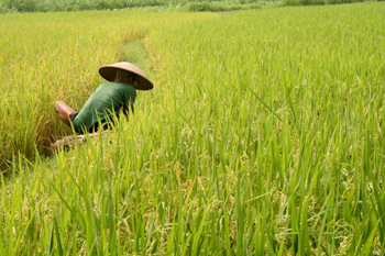 Trabajando en los arrozales, Jogyakarta, Indonesia