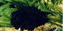 Erizo (Colobocentrotus atratus)