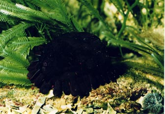 Erizo (Colobocentrotus atratus)